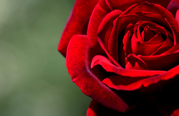 We are celebrating Color Crimson Day